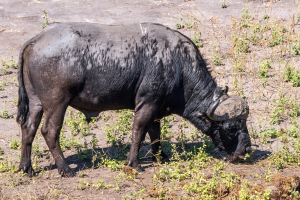 African Buffalo, Chobe, Botswana