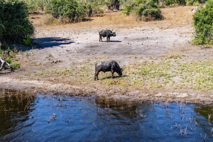 African Buffalo, Chobe, Botswana