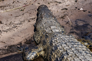 Crocodile, Chobe, Botswana
