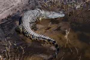 Crocodile, Chobe, Botswana