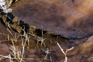 Crocodile tail