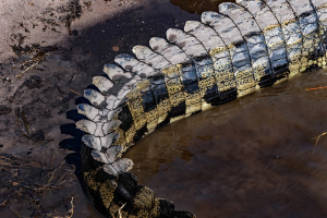 Crocodile, Chobe, Botswana
