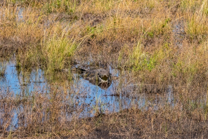 Crocodile, Chobe, Botswana