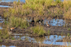 Water birds, Chobe, Botswana