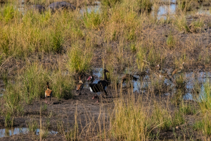 Water birds, Chobe, Botswana