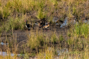 Water birds, Chobe, Botswana