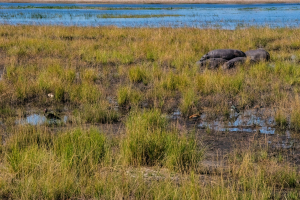 Water birds, Chobe, Botswana