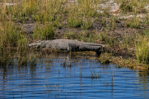 Crocodile, Chobe, Botswana