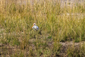Yellow-billed storck, Chobe, Botswana