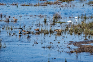Water birds, Chobe, Botswana