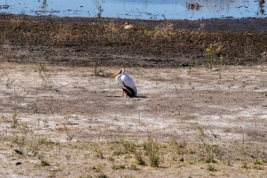 Yellow-billed storck, Chobe, Botswana
