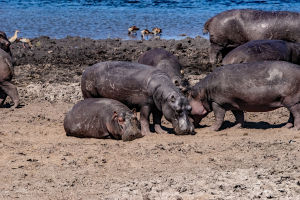 Hippo, Chobe, Botswana