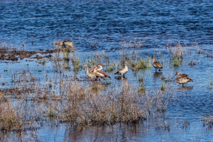 Water birds, Chobe, Botswana
