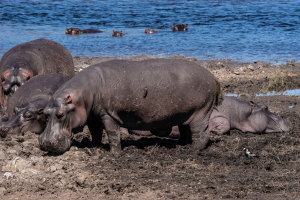 Hippo, Chobe, Botswana