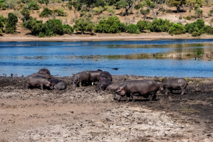 Hippo, Chobe, Botswana