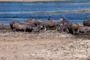 Hippo, Chobe, Botswana