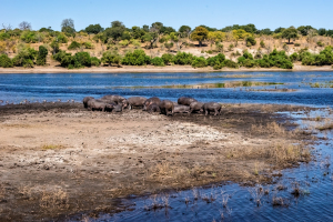 Hippo, Chobe, Botswana
