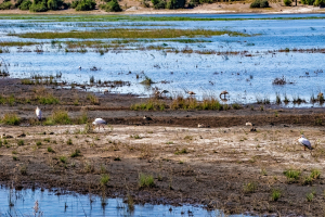 Water birds, Chobe, Botswana