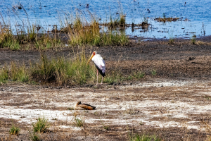 Water birds, Chobe, Botswana