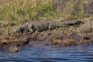 Crocodile, Chobe, Botswana