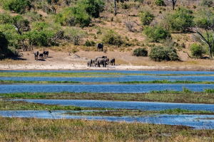 Elephant, Chobe, Botswana