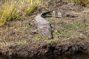 Crocodile, Chobe, Botswana
