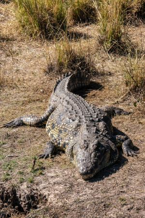 Crocodile, Chobe, Botswana