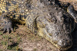 Crocodile, Chobe, Botswana