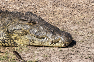 Crocodile, Chobe, Botswana