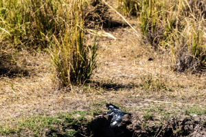 Pied Kingfisher, Chobe, Botswana