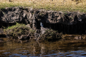 Pied kingfisher, Chobe, Botswana