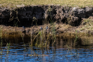 Pied kingfisher, Chobe, Botswana
