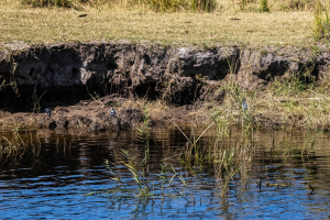 Pied kingfisher, Chobe, Botswana
