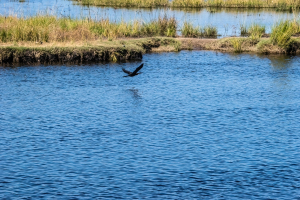 Reed Cormorant, Chobe, Botswana