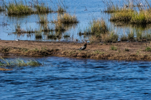 Reed Cormorant, Chobe, Botswana