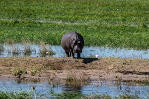 Hippo, Chobe, Botswana