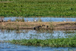 Crocodile, Chobe, Botswana
