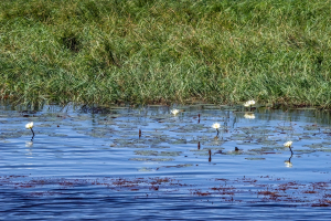 Water lilies, Chobe, Botswana