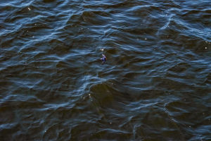 Wire tailed Swallow, Chobe, Botswana
