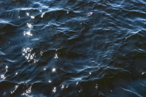 Wire tailed Swallow, Chobe, Botswana