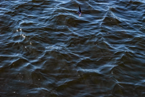Wire tailed Swallow, Chobe, Botswana