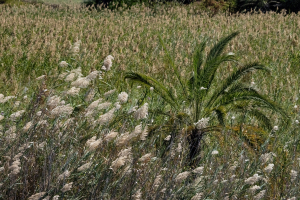 Chobe National Park, Botswana