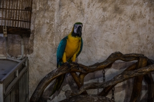 Souq Wakif,animal souk