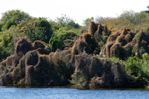 Chobe National Park, Botswana
