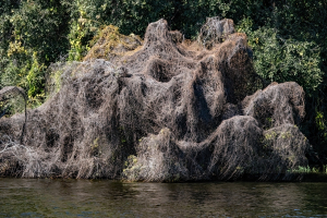 Chobe National Park, Botswana