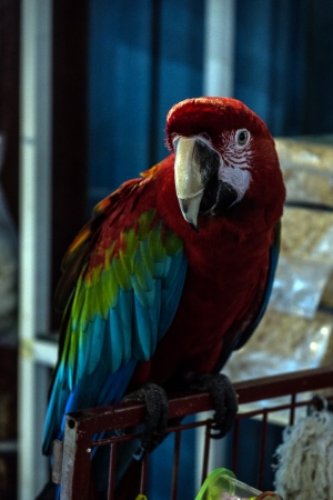 Souq Wakif,animal souk