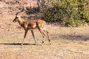 Kudu, Chobe, Botswana