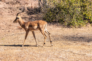 Kudu, Zambia