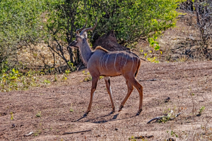 Kudu, Chobe, Botswana