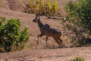 Kudu, Chobe, Botswana